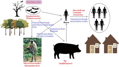 The urgency of Marburg therapeutics: preventing local outbreaks from the potential global spread